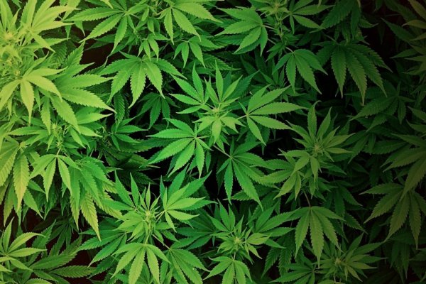 Где взять ссылку кракена